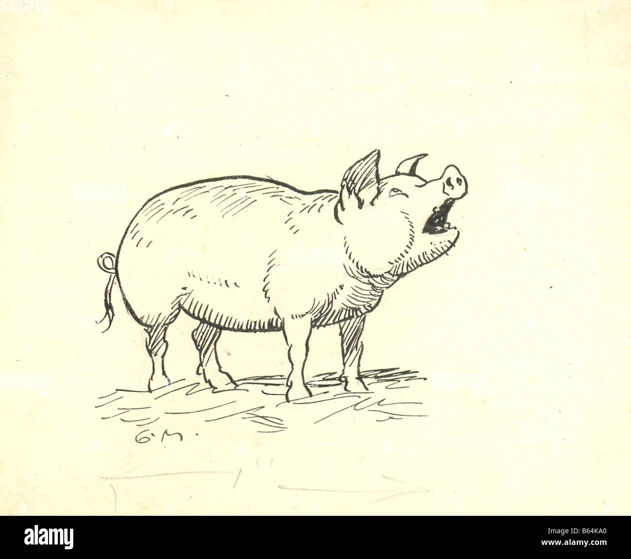Original Feder und Tinte Skizzieren von George Morrow (c1869-1955) eines Schweins. Stockfoto