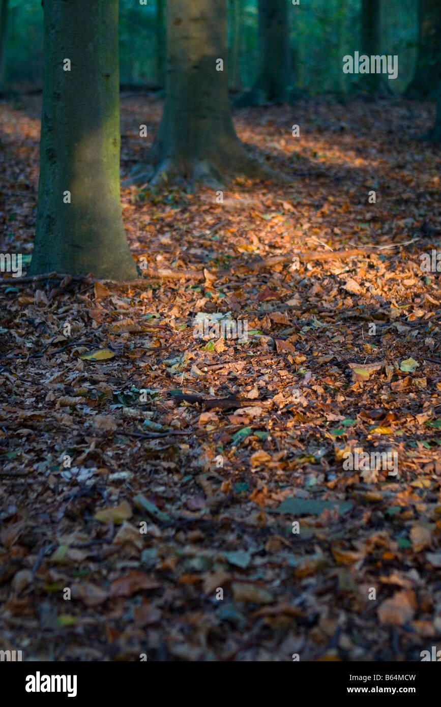 Sonnenlicht fängt auf Waldboden gefallenen Blätter im Herbst Stockfoto