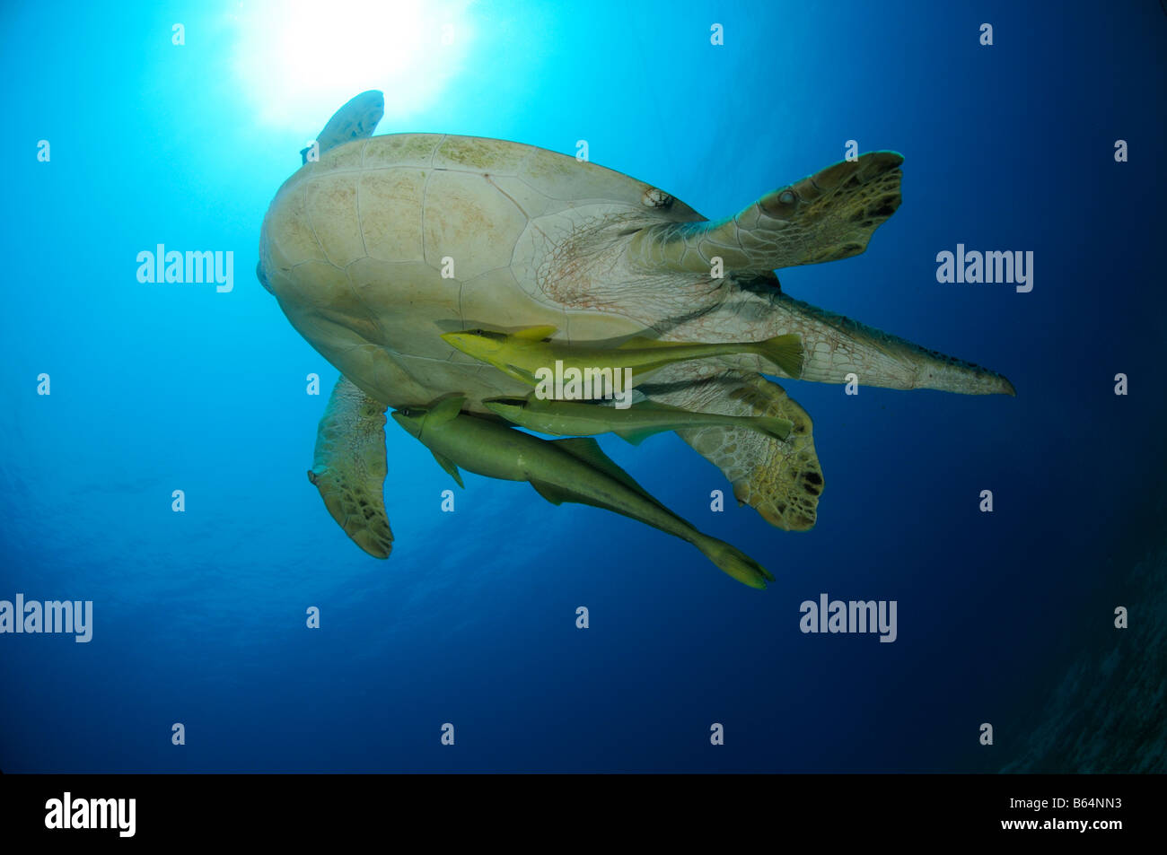 Chelonia Mydas und Echeneis Naucrates, grüne Meeresschildkröte und Sharksucker, Rotes Meer Stockfoto