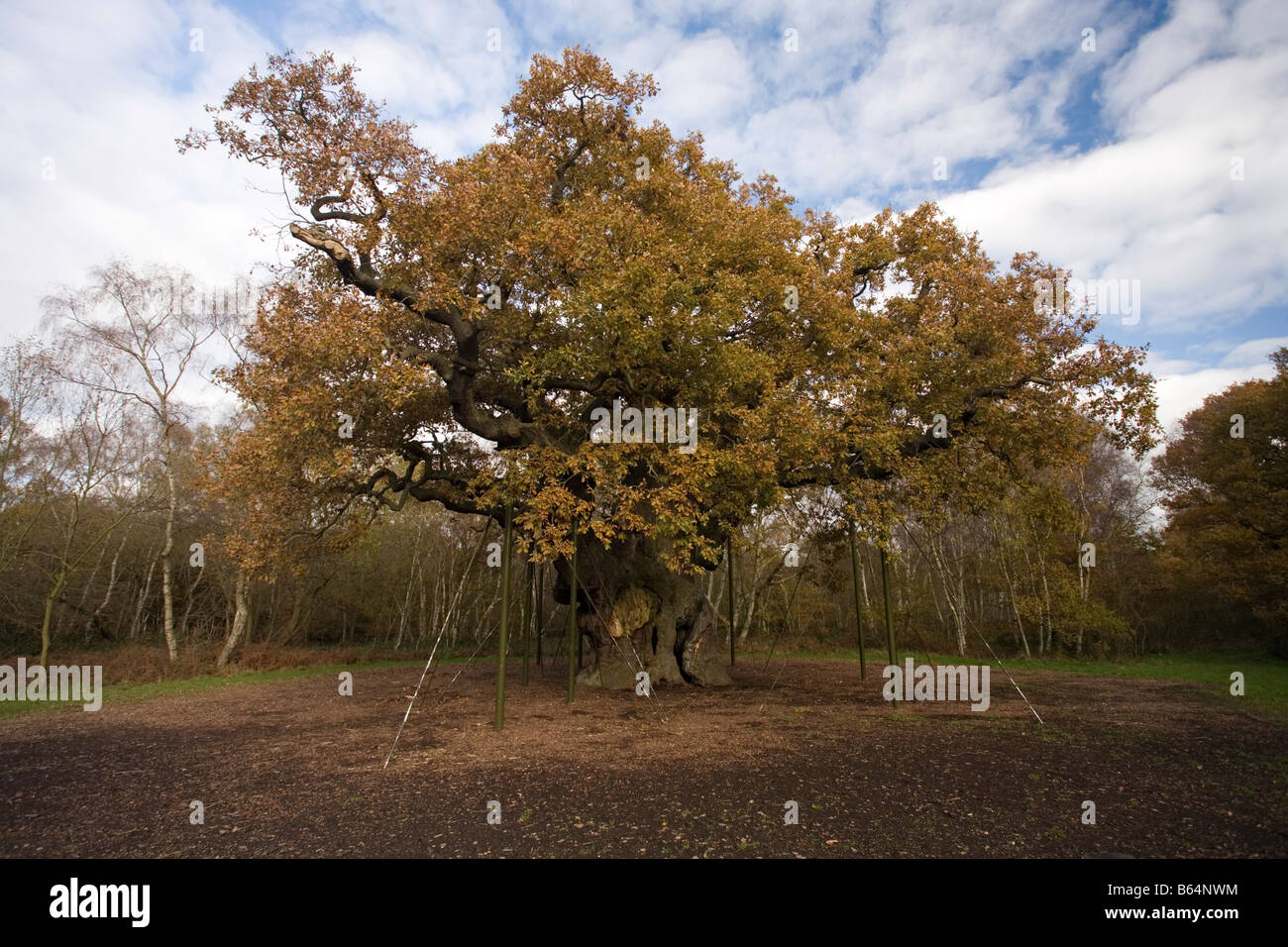 Major Oak Sherwood Forest Stockfoto