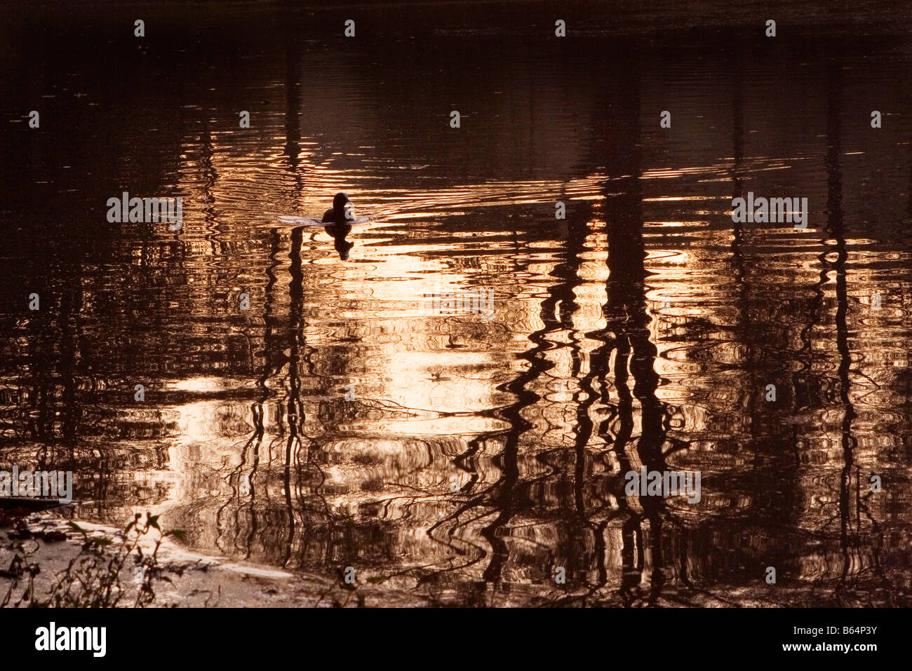 Silhouette einer Ente schwimmen über einem See Stockfoto