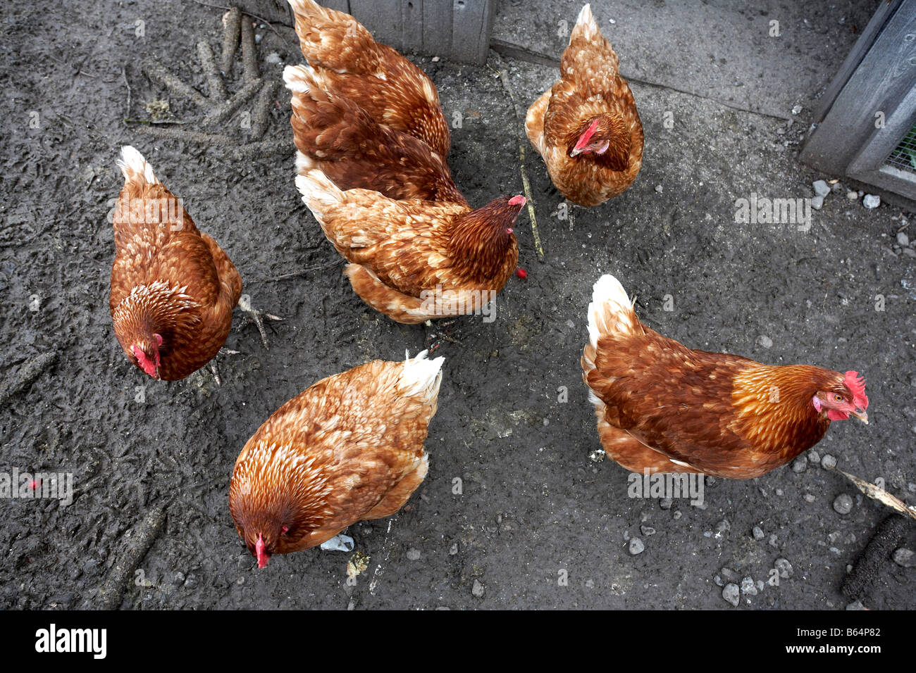 Hühner in einem Streichelzoo Hühner auf einem grauen Hintergrund Stockfoto
