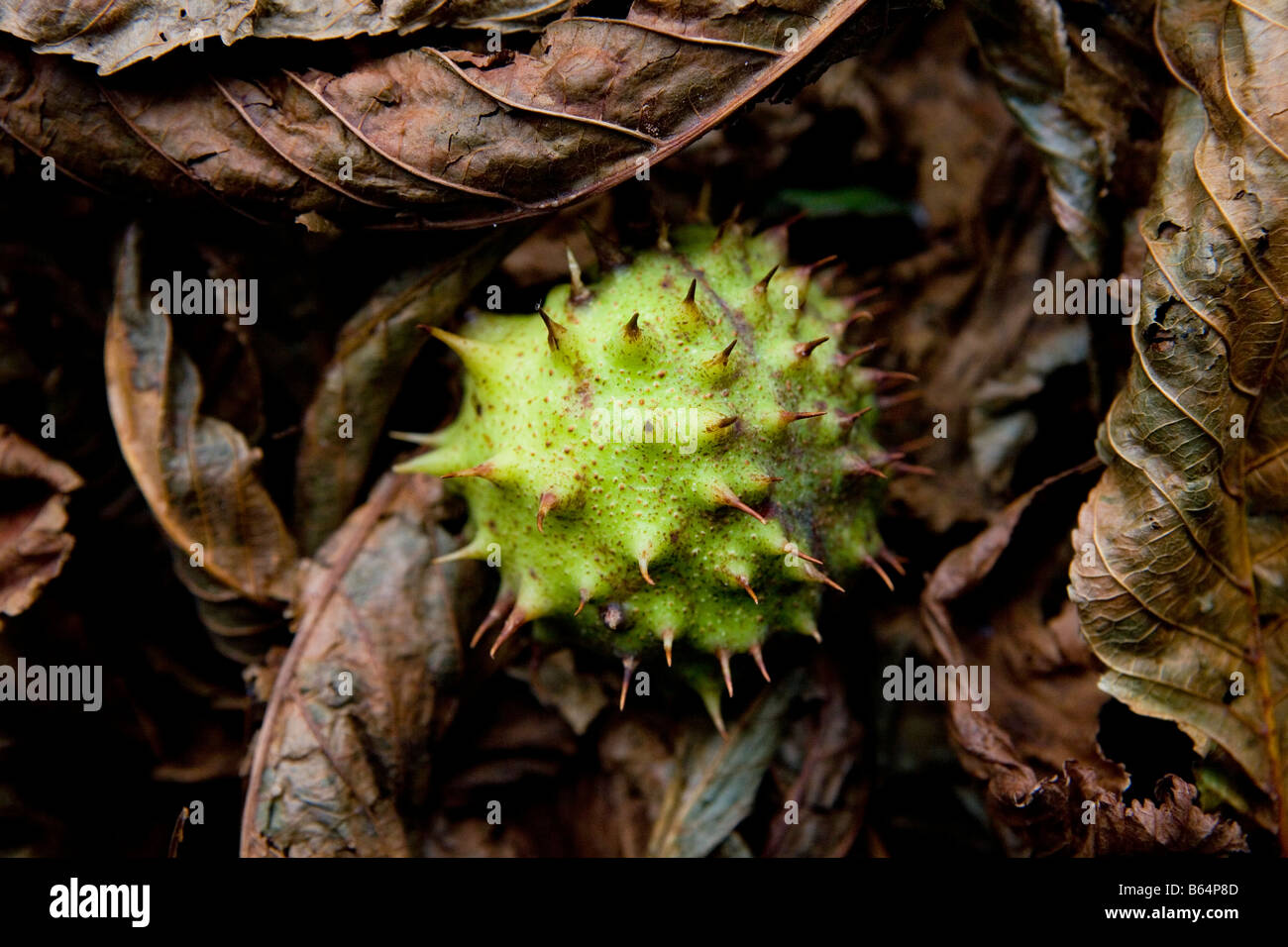 Gefallenen Rosskastanie Conker in einem Bett des Herbstes lässt Stockfoto