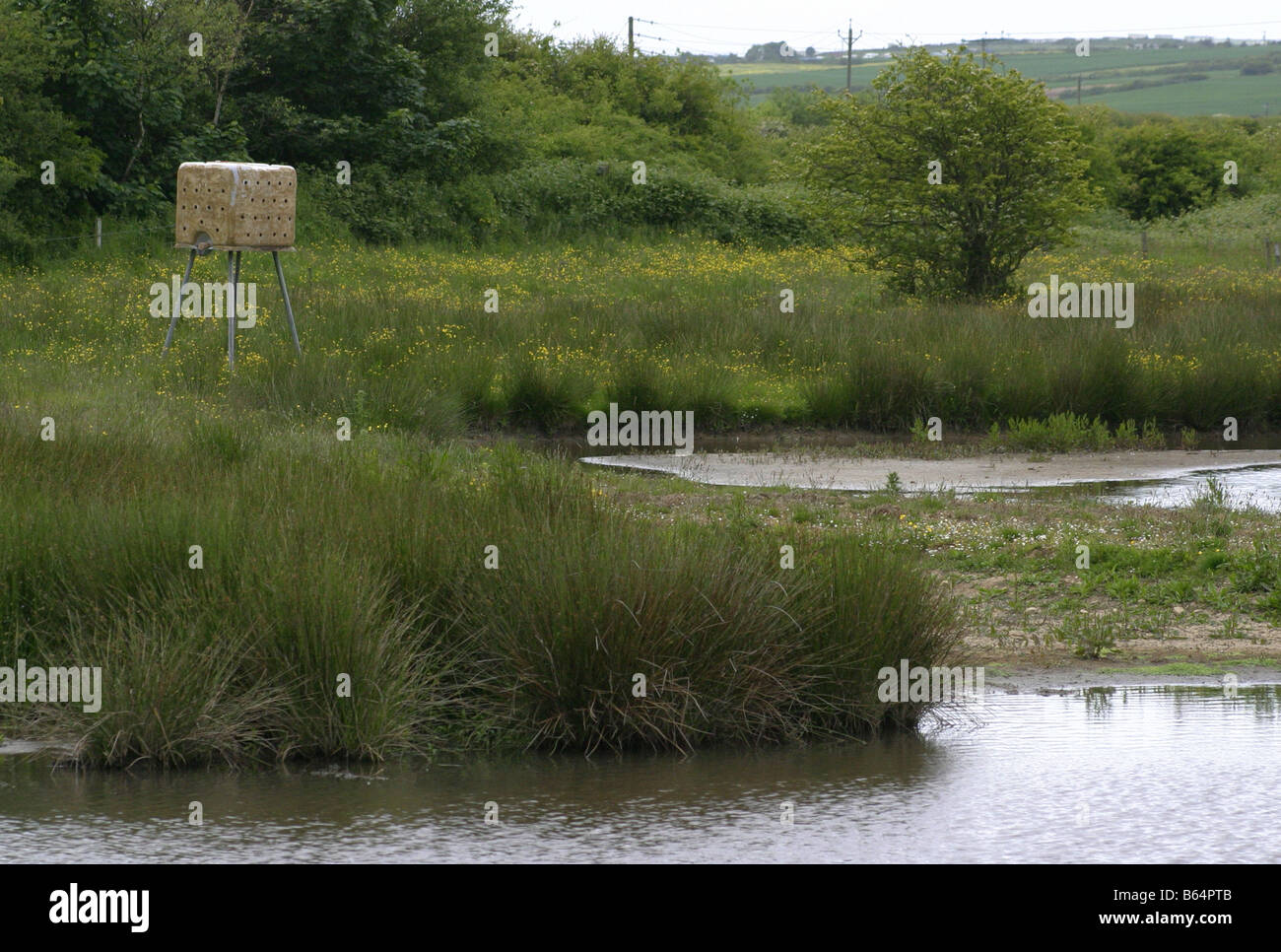 Den Sand Martin Nistkasten an Filey Dämme Yorkshire Wildlife Trust Nature Reserve Stockfoto