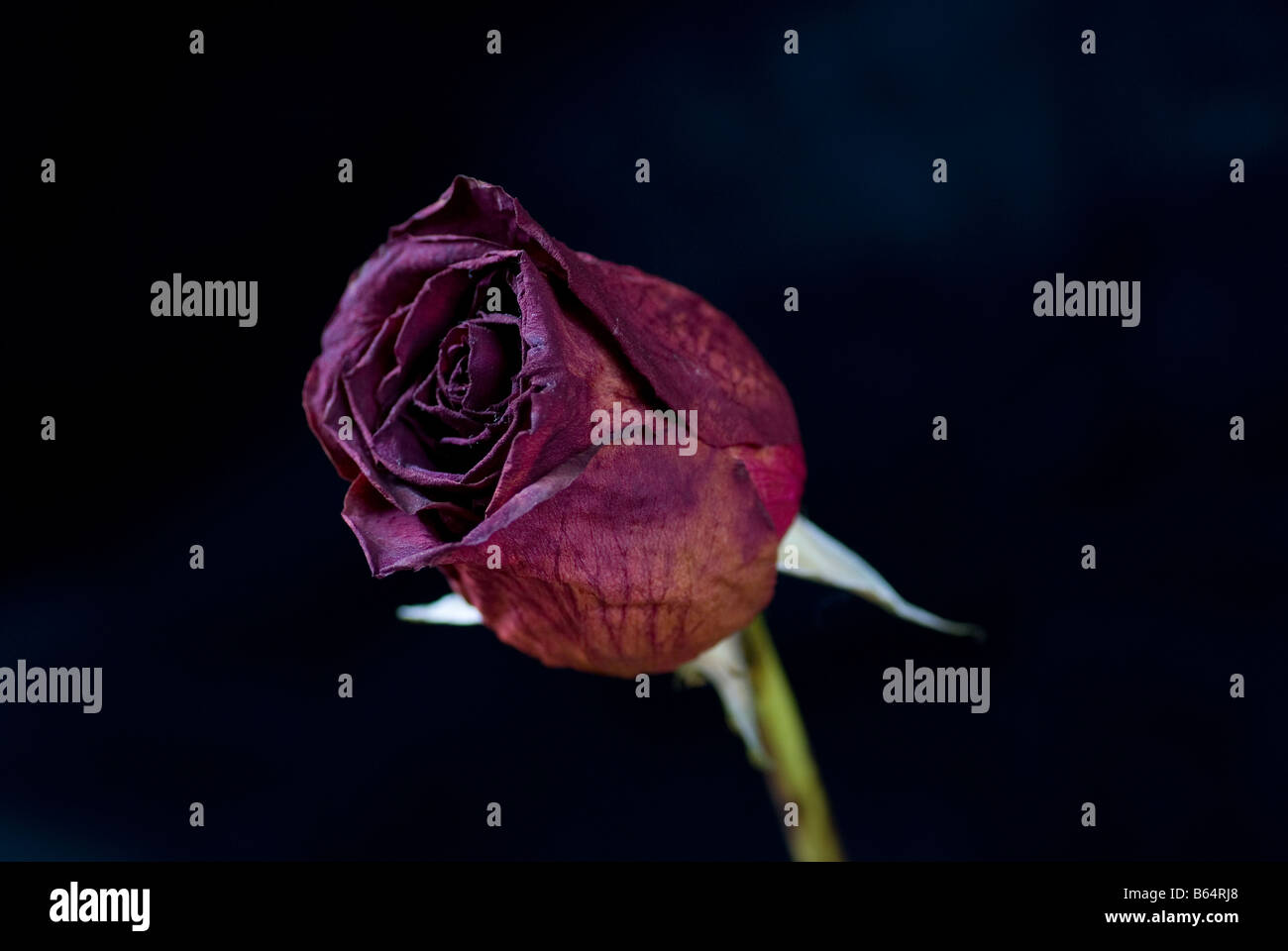 Einen Toten oder sterbenden Rose Stockfoto