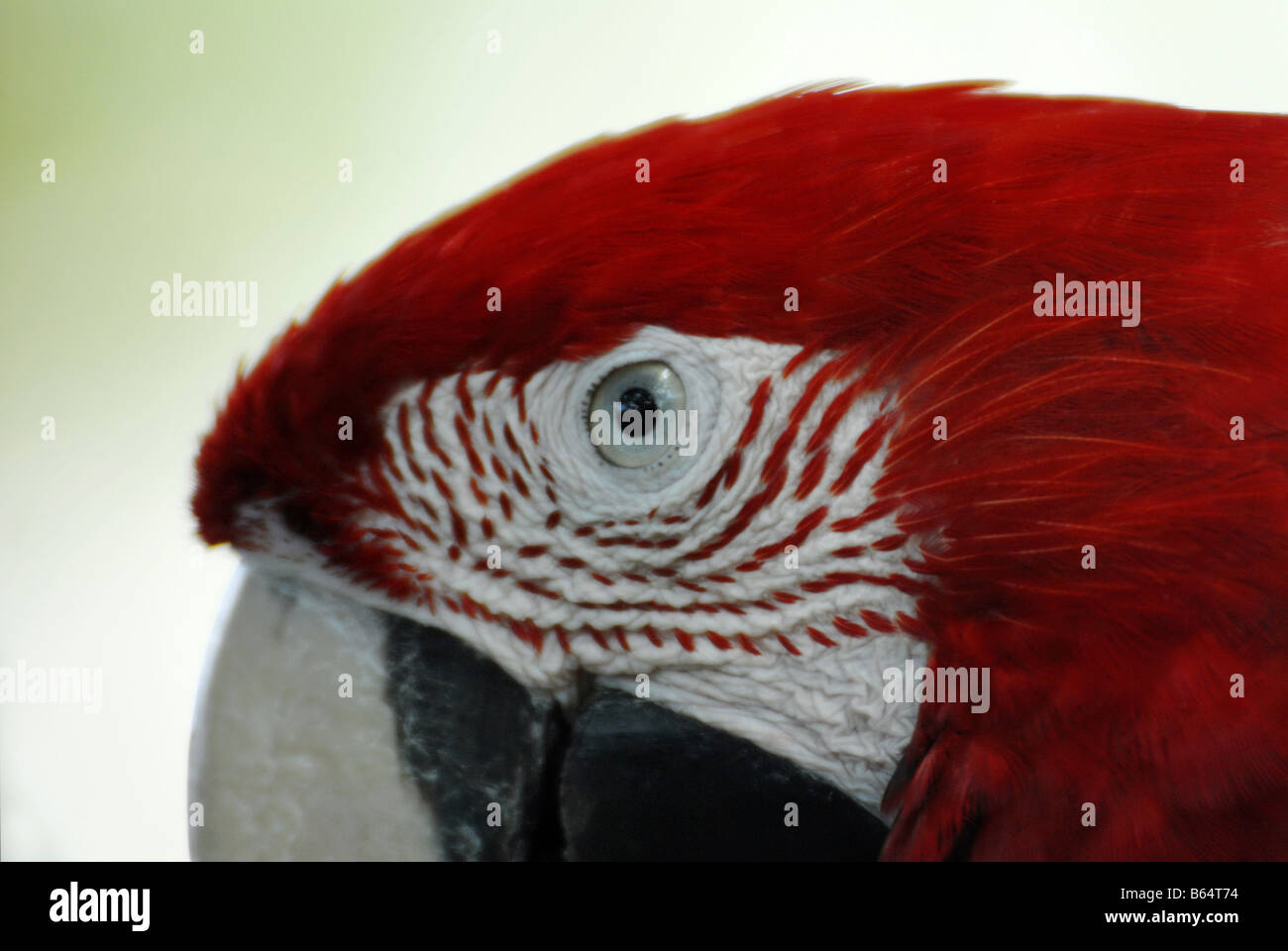 EIN PAPAGEI IN JURONG BIRD PARK SINGAPUR Stockfoto