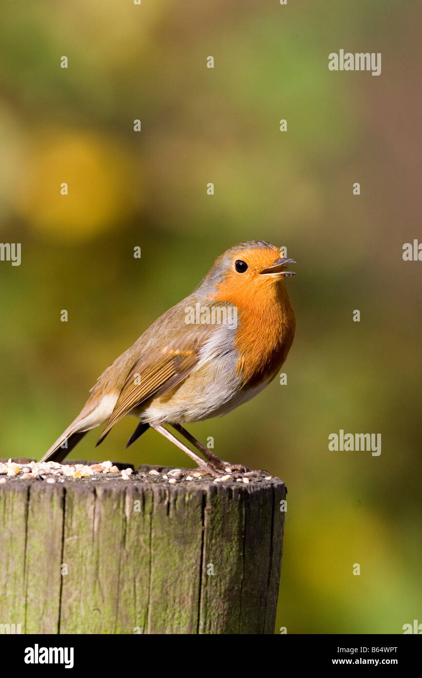 Robin Erithacus rubecula Stockfoto