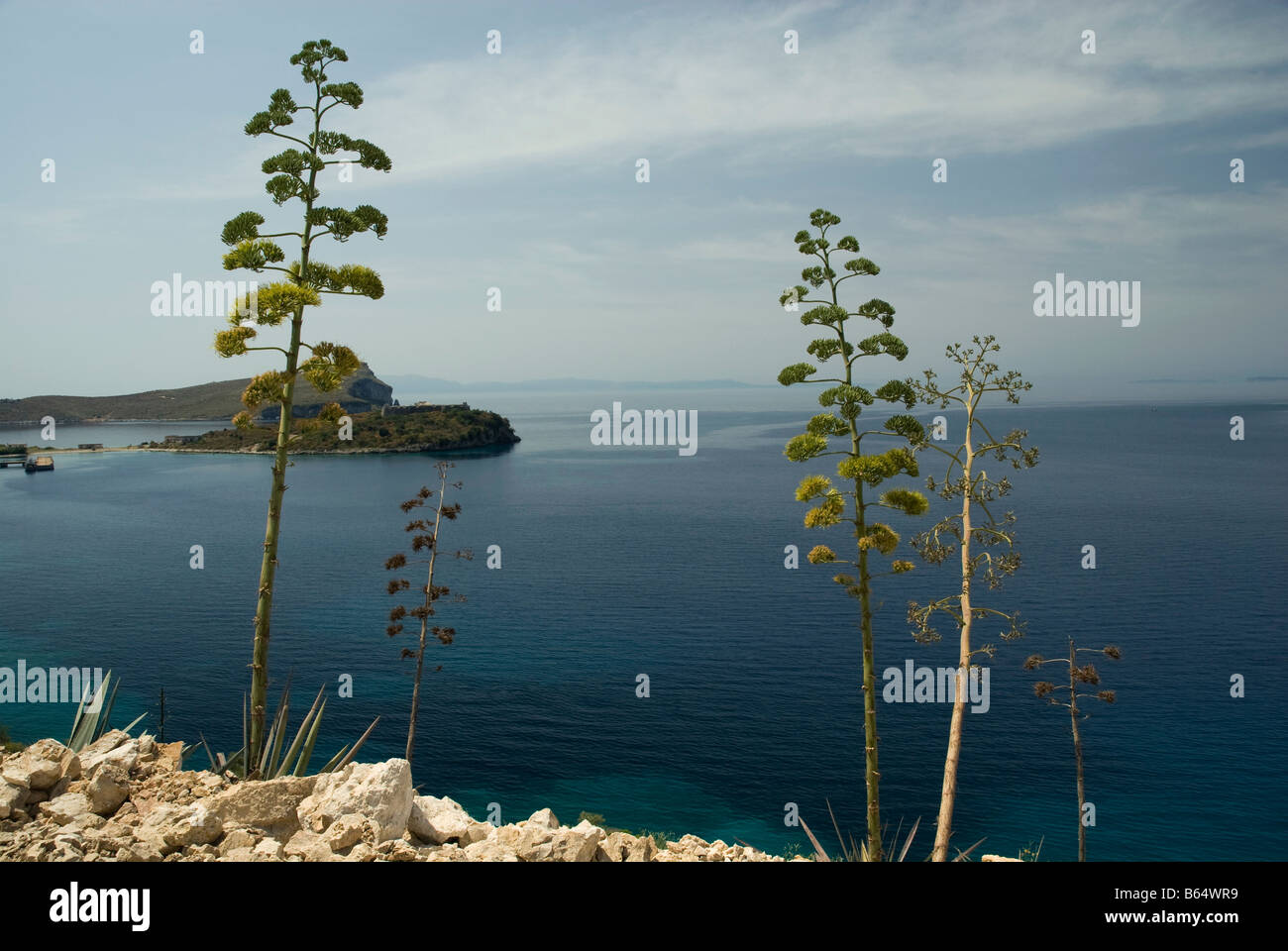 Agave Blumen über die Bucht von Porto Palermo und die Festung von Ali Pasha Stockfoto