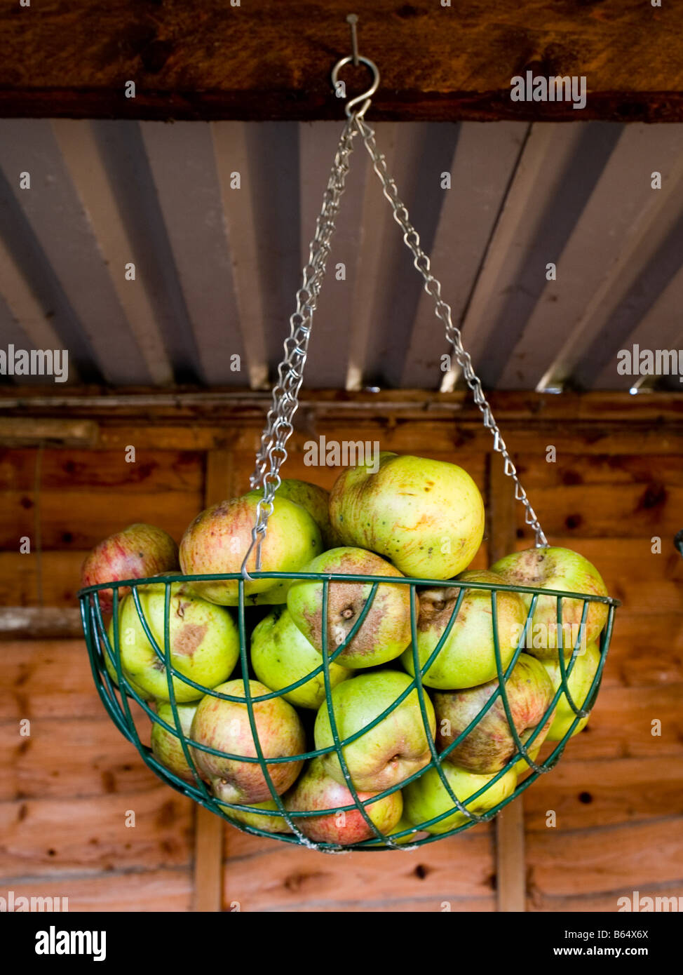 gespeichert in hängenden Korb Äpfel Stockfoto