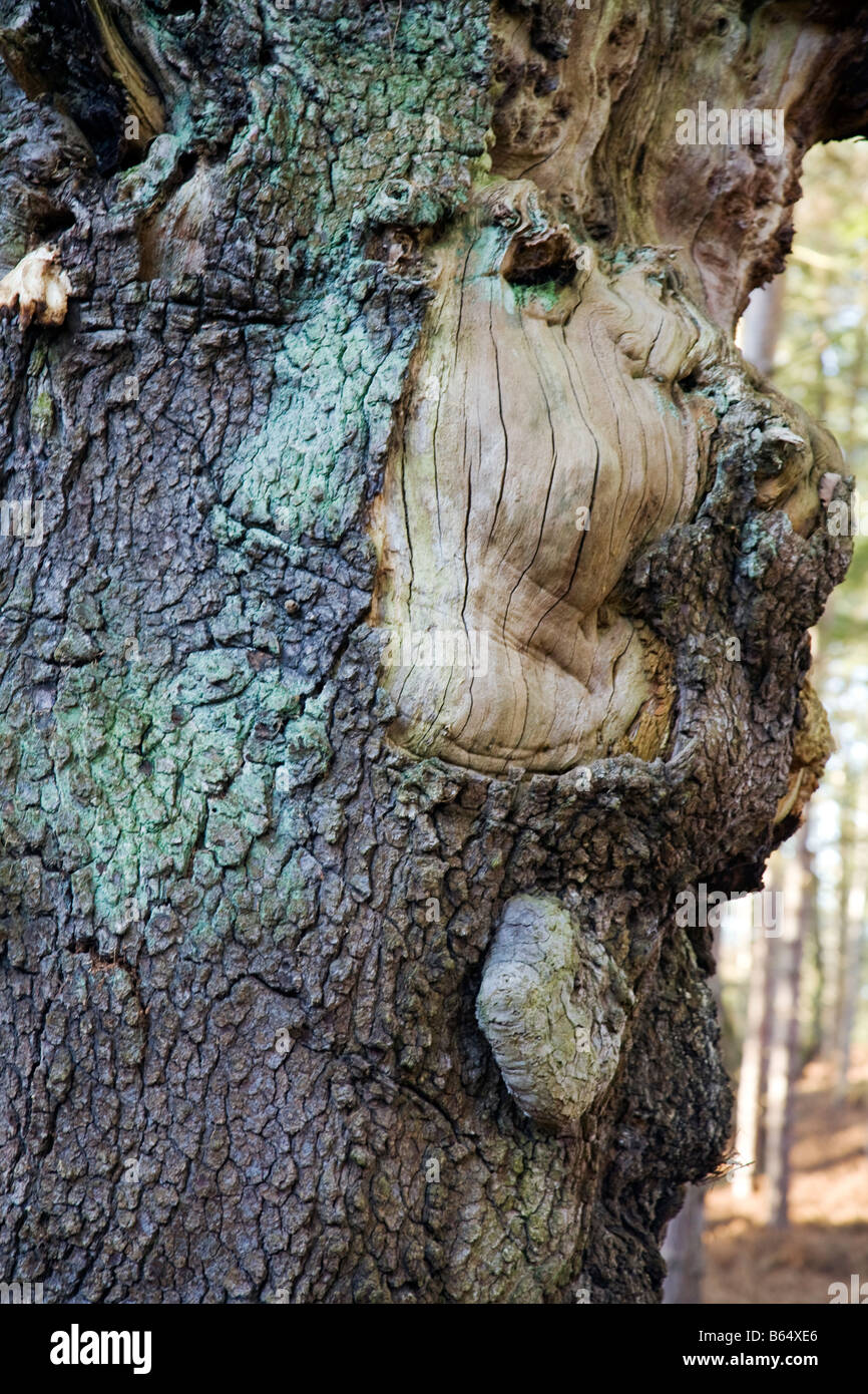 Muster und Farben im Baum barch Stockfoto