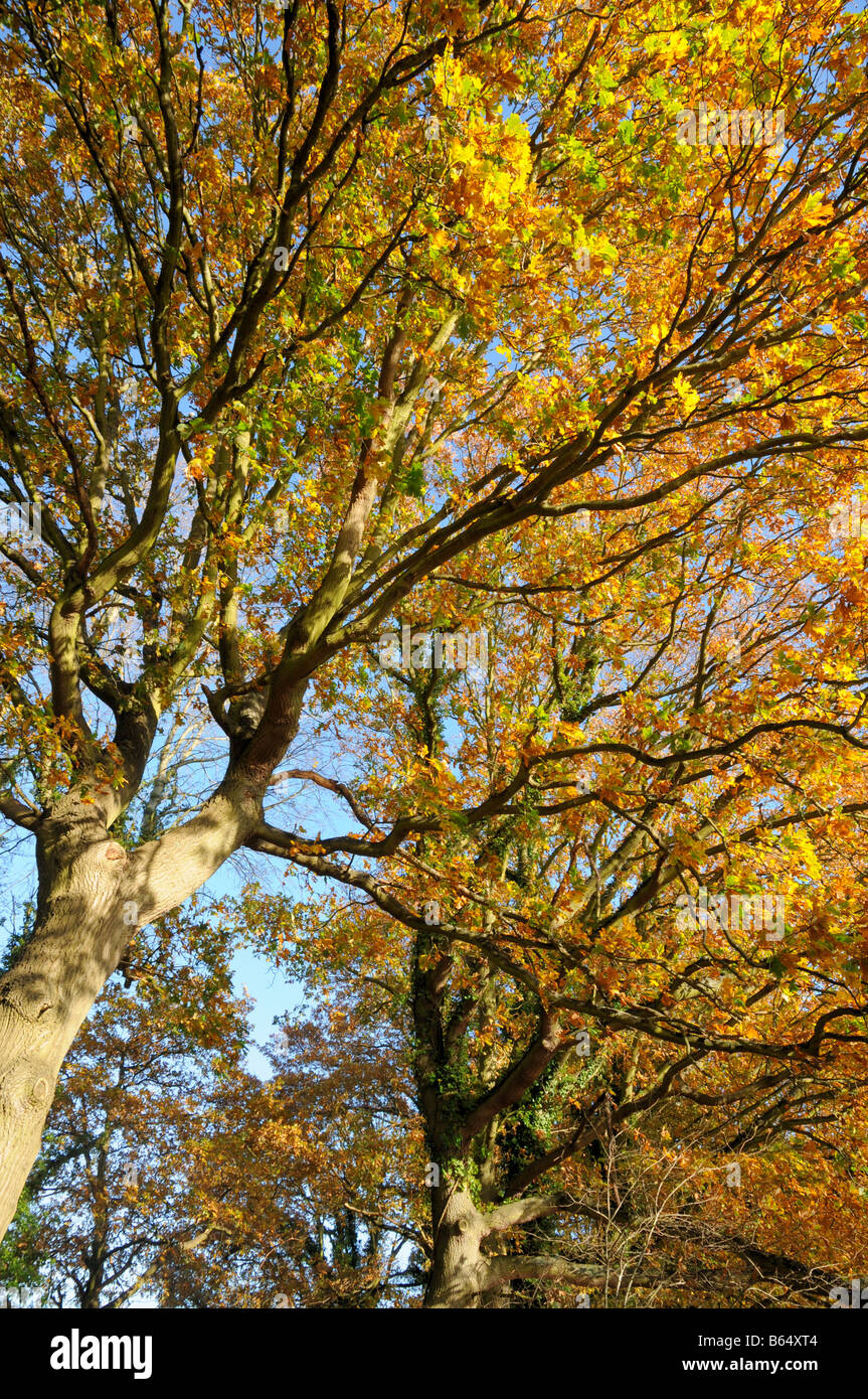 Eichen, die herrlichen Farben des Herbstes auf ihre Blätter Stockfoto