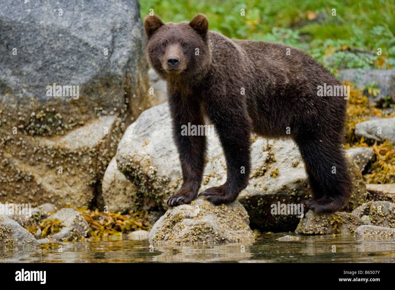 USA Alaska braun Grizzly Bear Cub steht in Warm Springs Bucht auf Baronof Insel in der Abenddämmerung am Sommerabend Stockfoto