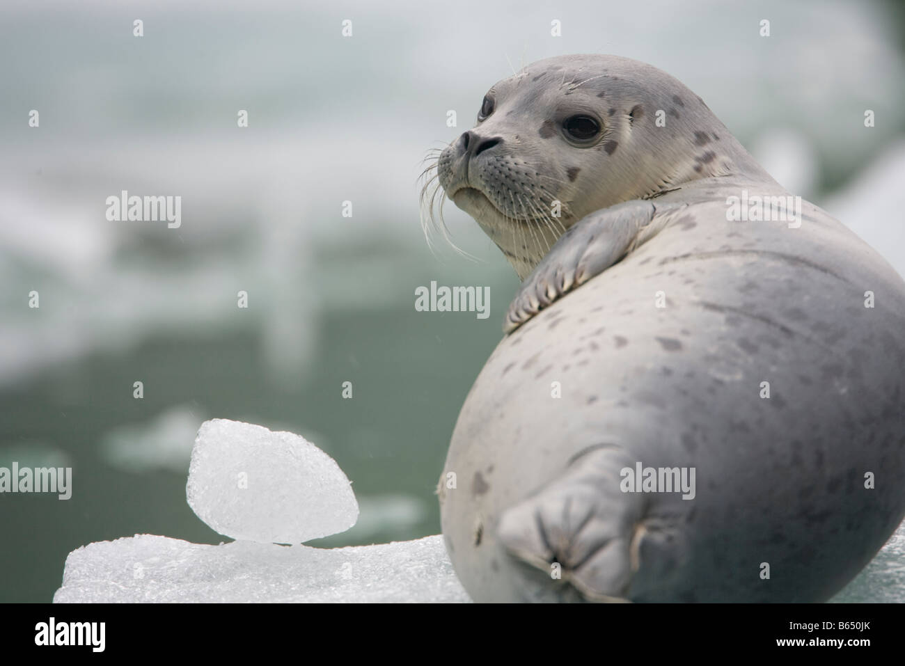 USA Alaska Tongass National Forest Harbor Seal Pup Phoca Vitulina ruht auf Eisberg schwebt in der Nähe des South Sawyer Gletschers Stockfoto