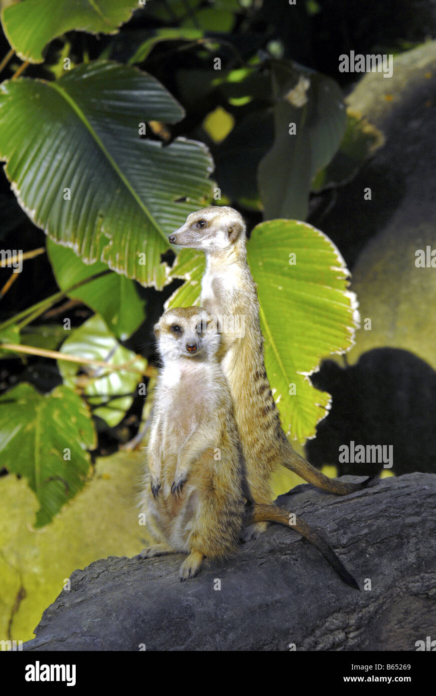 ERDMÄNNCHEN IM ZOO VON SINGAPUR Stockfoto