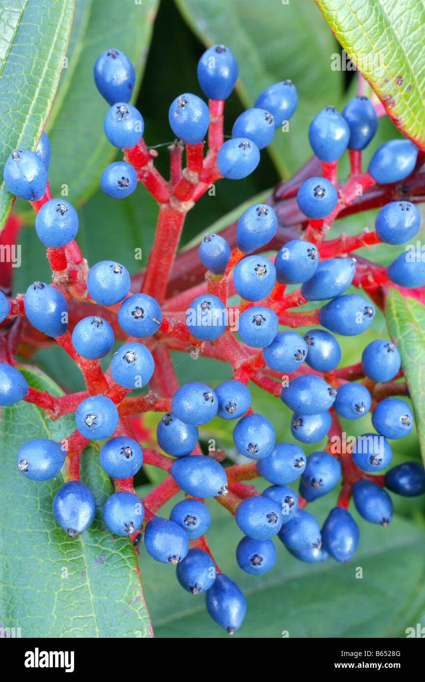 Viburnum davidii Fotos und Bildmaterial in hoher Auflösung Alamy