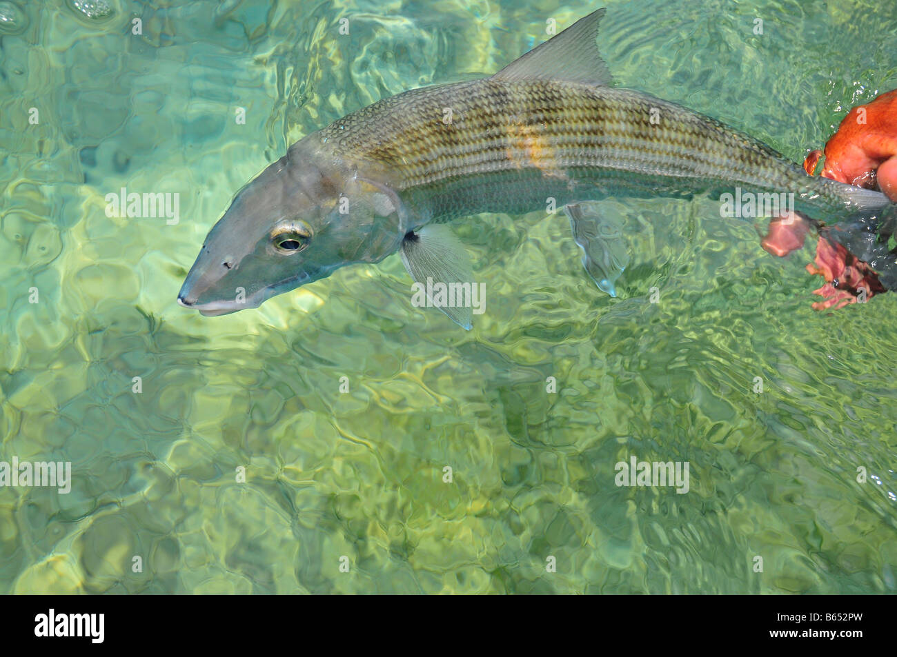 Ein Bonefish wird sorgfältig von einem Angler in den flachen Wohnungen freigegeben. Der starke "graue Geist" lebt, einen anderen Tag zu kämpfen. Stockfoto