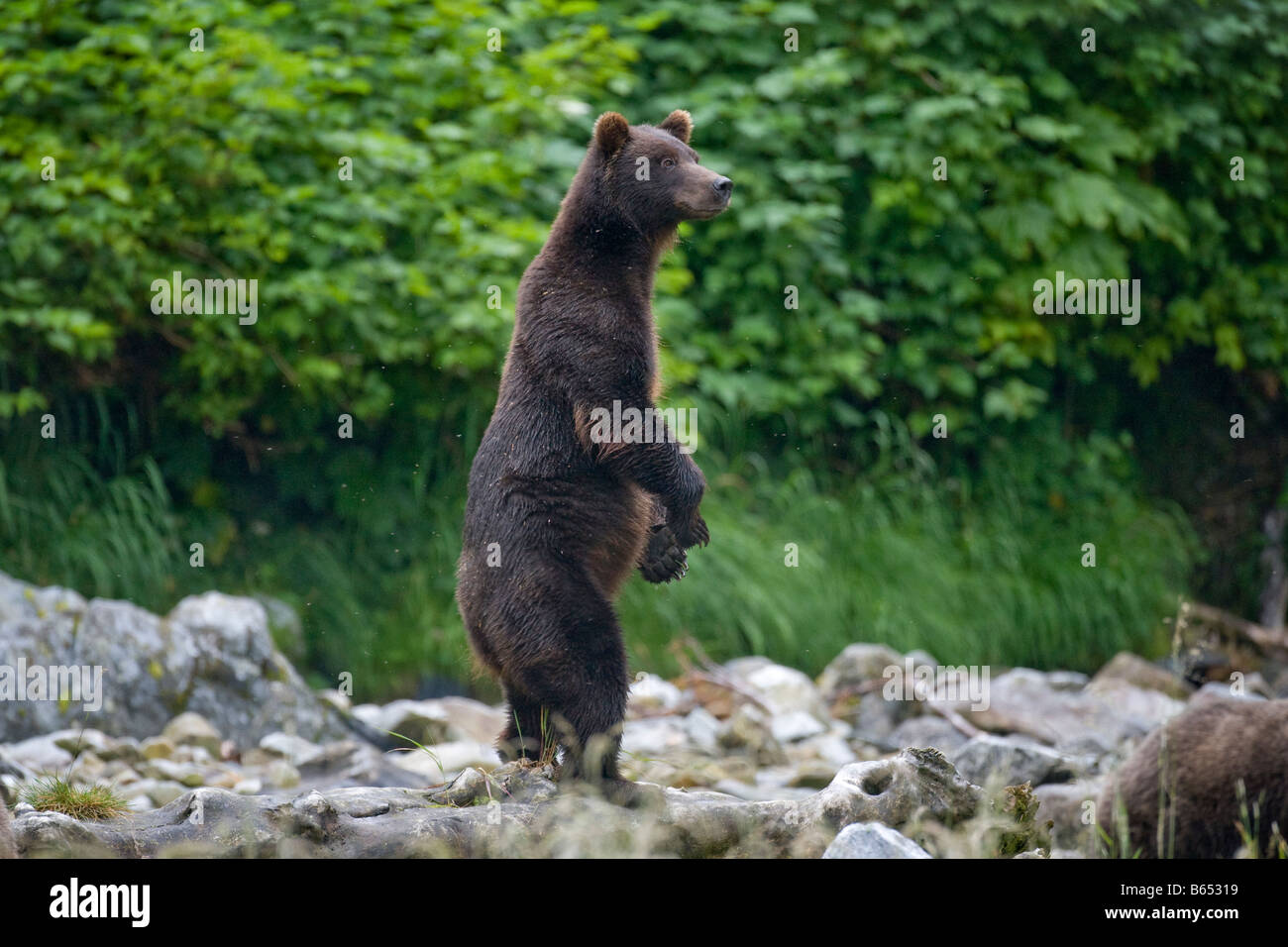 USA Alaska braun Grizzlybär Ursus Arctos stehend am hinteren Beine entlang Warm Springs Bay auf der Baronof Insel in der Abenddämmerung Stockfoto