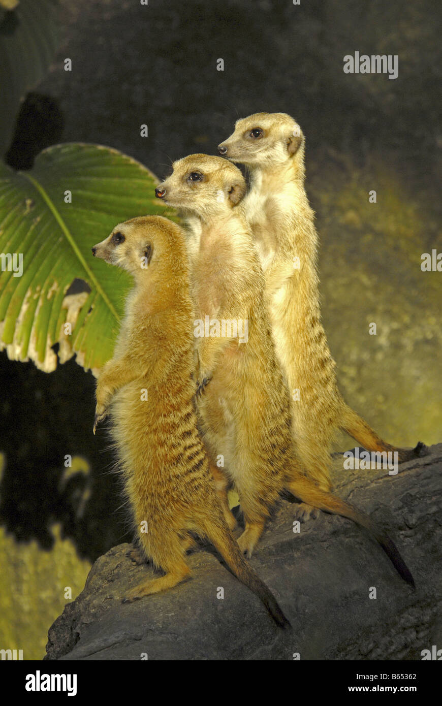 ERDMÄNNCHEN IM ZOO VON SINGAPUR Stockfoto