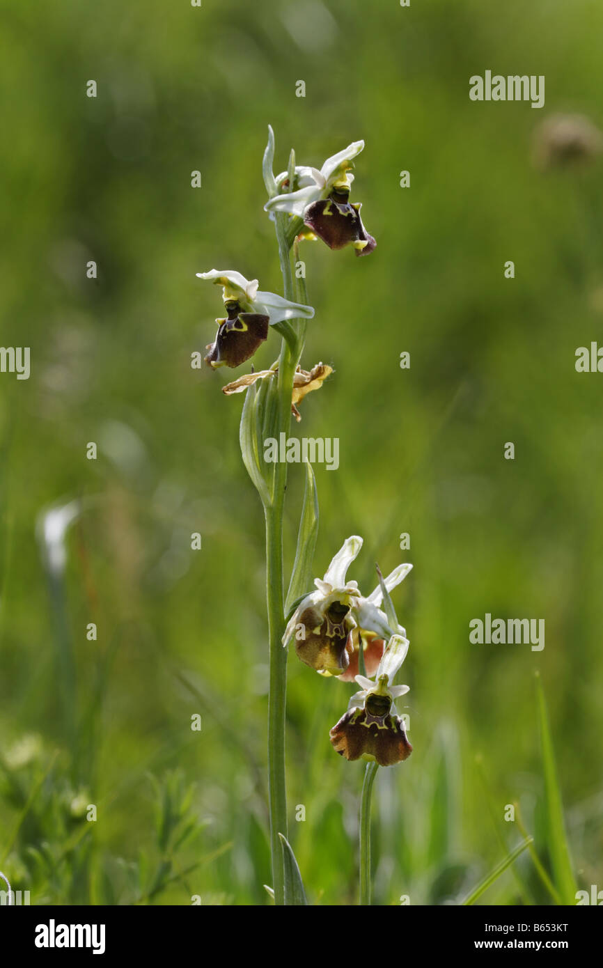 Hummelragwurz Ragwurz Orchidee Ophrys holoserica Stockfoto