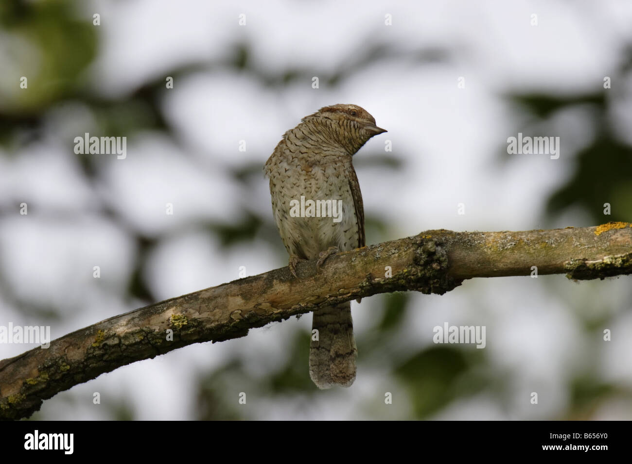 Wendehals Jynx Torquilla Wendehals Specht Stockfoto