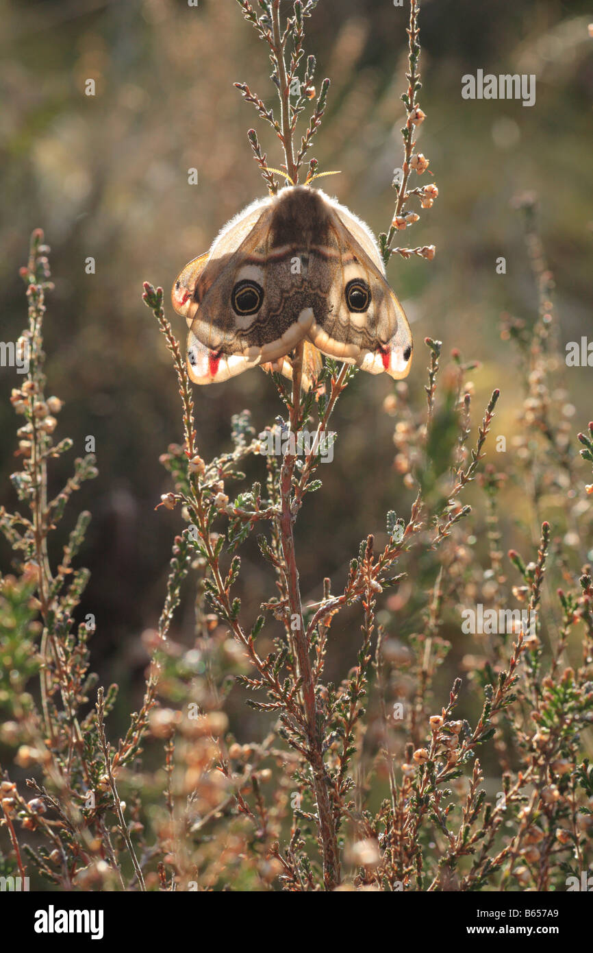 Paarung Kaiser Nachtfalter (Saturnia Pavonia) auf Heidekraut (Calluna Vulgaris). Das Weibchen am nächsten der Kamera. Powys, Wales. Stockfoto