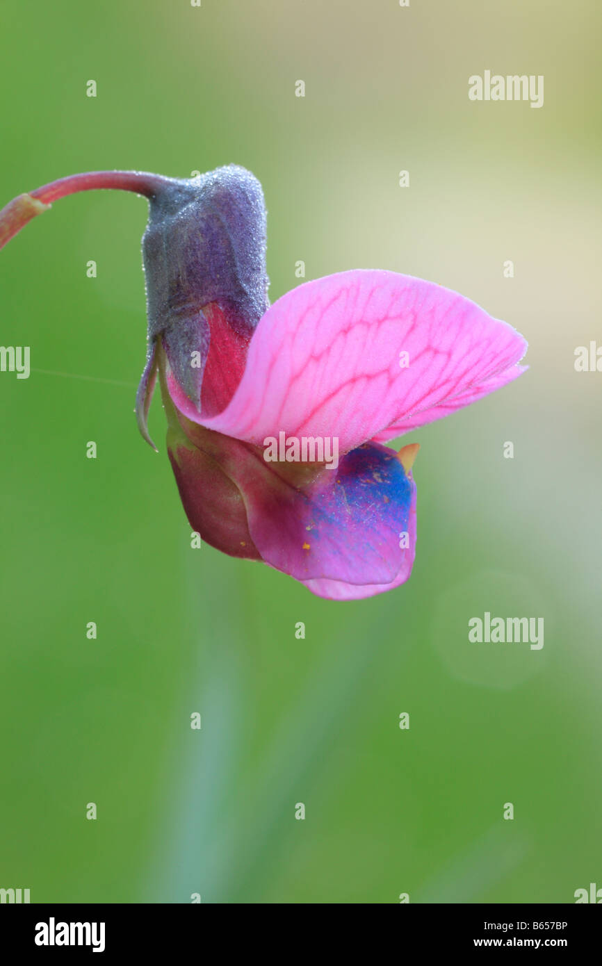 Einzelne Blume der bittere Wicke (Lathyrus Linifolius). Powys, Wales. Stockfoto