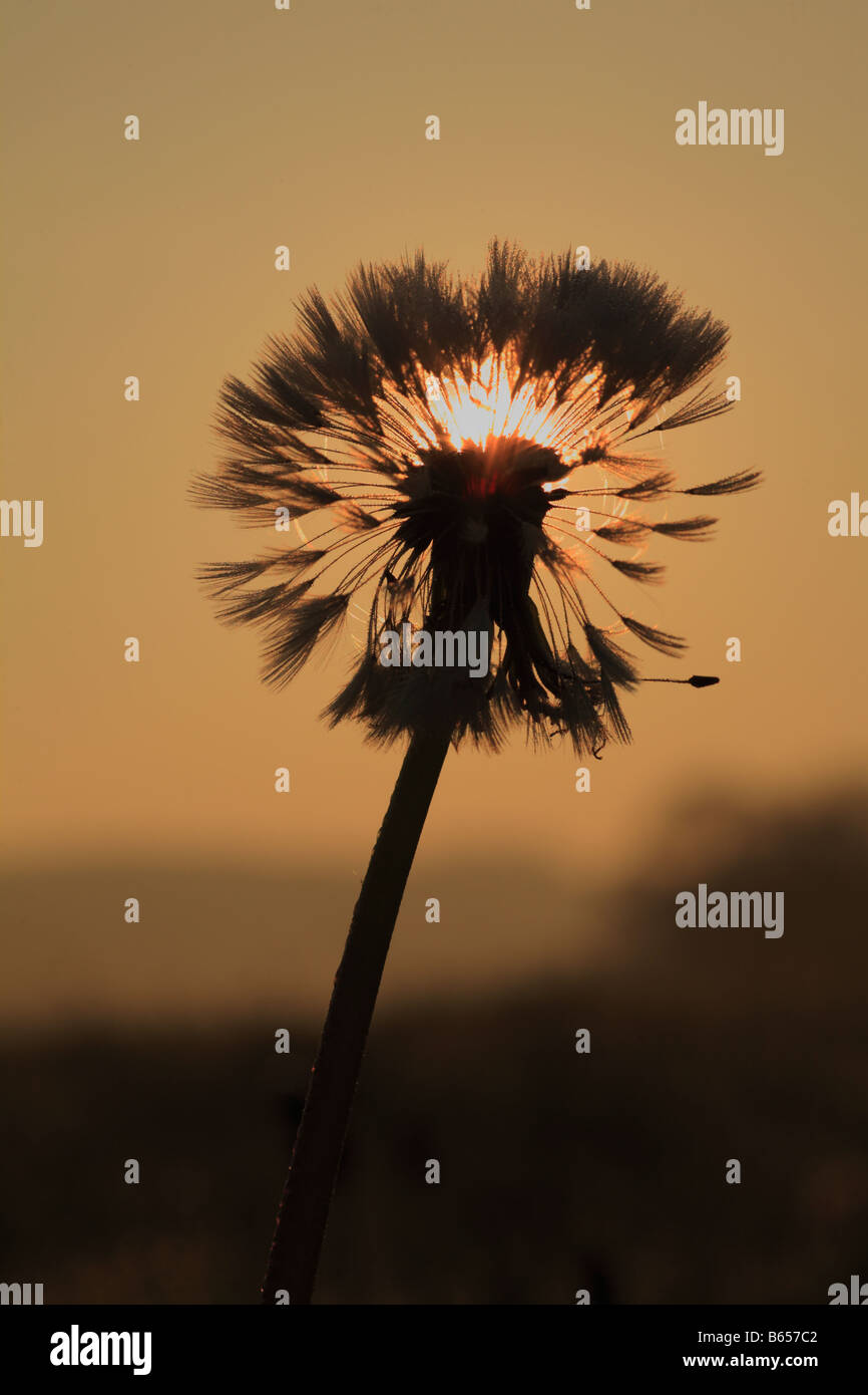 Löwenzahn Uhr Seedhead von Löwenzahn (Taraxacum SP.) im Morgengrauen mit der Sonne hinter steigen. Powys, Wales. Stockfoto