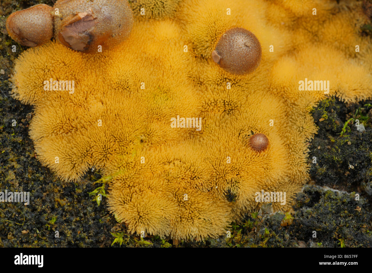 Protoplasma einer Slime Mold (Lycogala Epidendrum) Myxomycota wachsenden in verrottendem Holz und bildet Fruchtkörper. Stockfoto