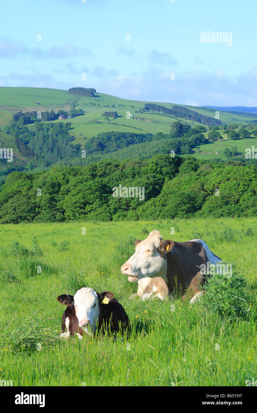 Simmentaler Kuh und ein Hereford kreuzen Kalb auf einem Bio-Bauernhof in den walisischen Bergen. Powys, Wales. Stockfoto