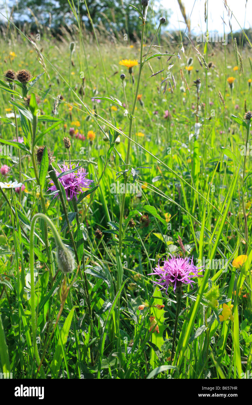 Heu Wiese Vegetation im Naturreservat Clattinger Bauernhof mit blühenden Flockenblumen, Wicken, Löwenzähne, etc.. Wiltshire, England. Stockfoto