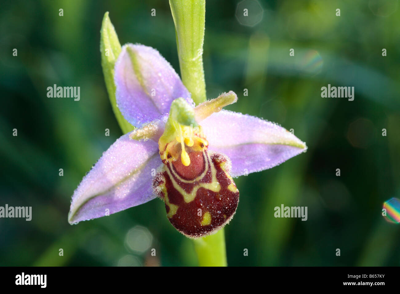 Biene Orchidee (Ophrys Apifera) Blüte auf einer Wiese bei Clattinger Farm Nature Reserve, Wiltshire, England. Stockfoto