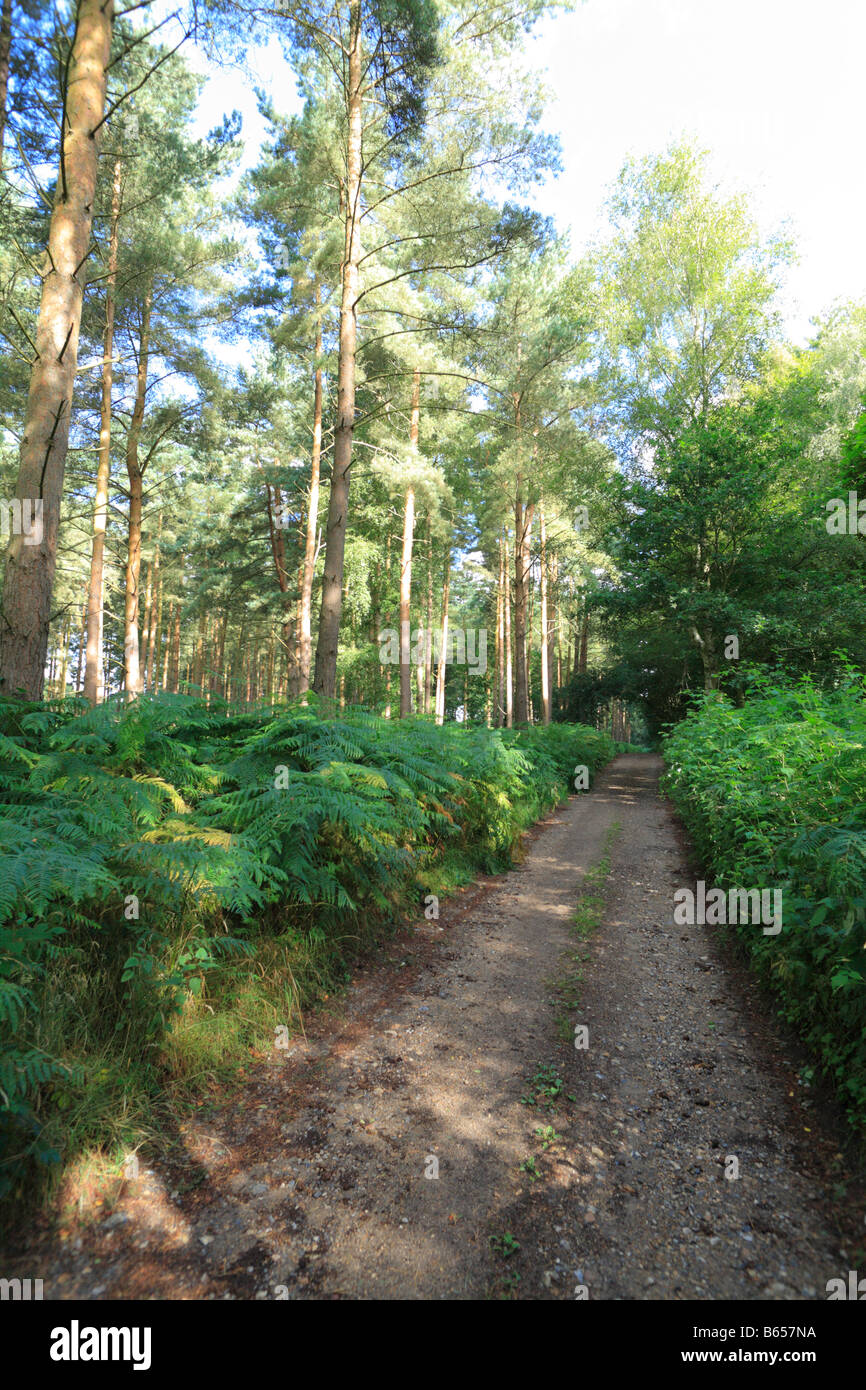 Verfolgen Sie durch eine Kiefer-Wald in Thetford Forest, Bestandteil der Peddars Way Langstrecken-Wanderweg. Stockfoto