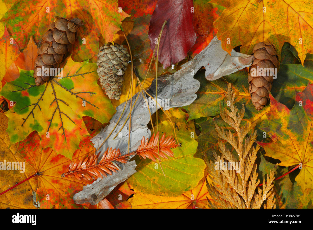 Herbstliches Laub und andere Verunreinigungen von Silia Wood, Woodlands Vertrauen Wald in der Nähe von Presteigne, Powys, Wales gesammelt. Stockfoto