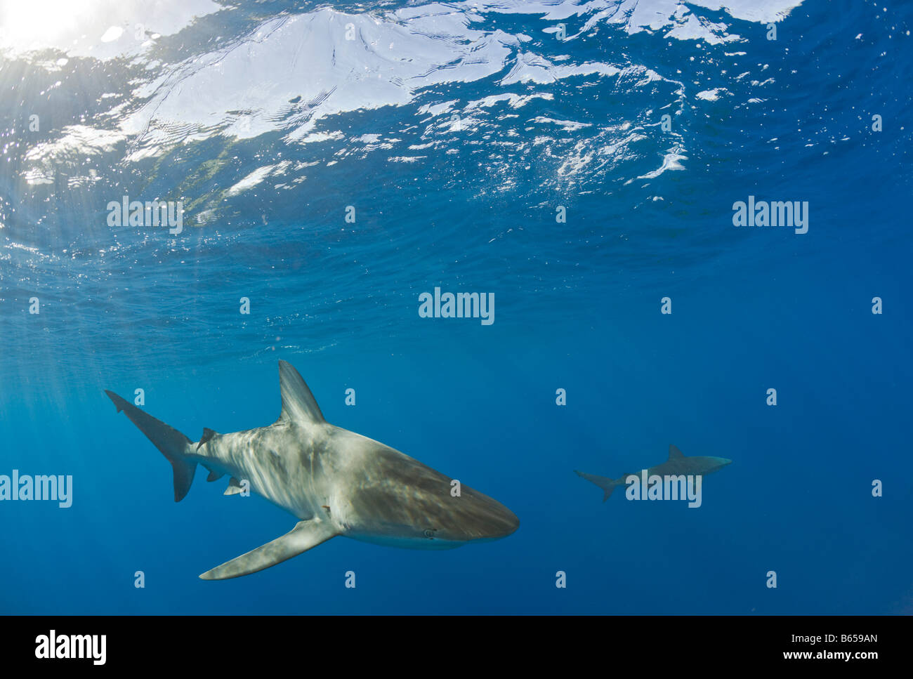 Galapagos Haie Carcharhinus Galapagensis Maui Hawaii USA Stockfoto
