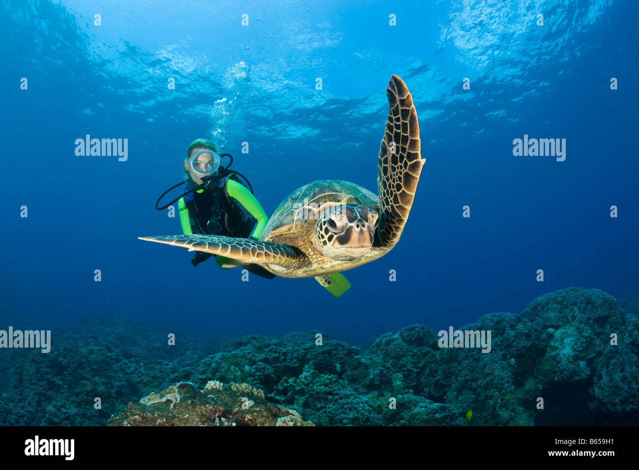 Grüne Schildkröte und Taucher Chelonia Mydas Maui Hawaii USA Stockfoto