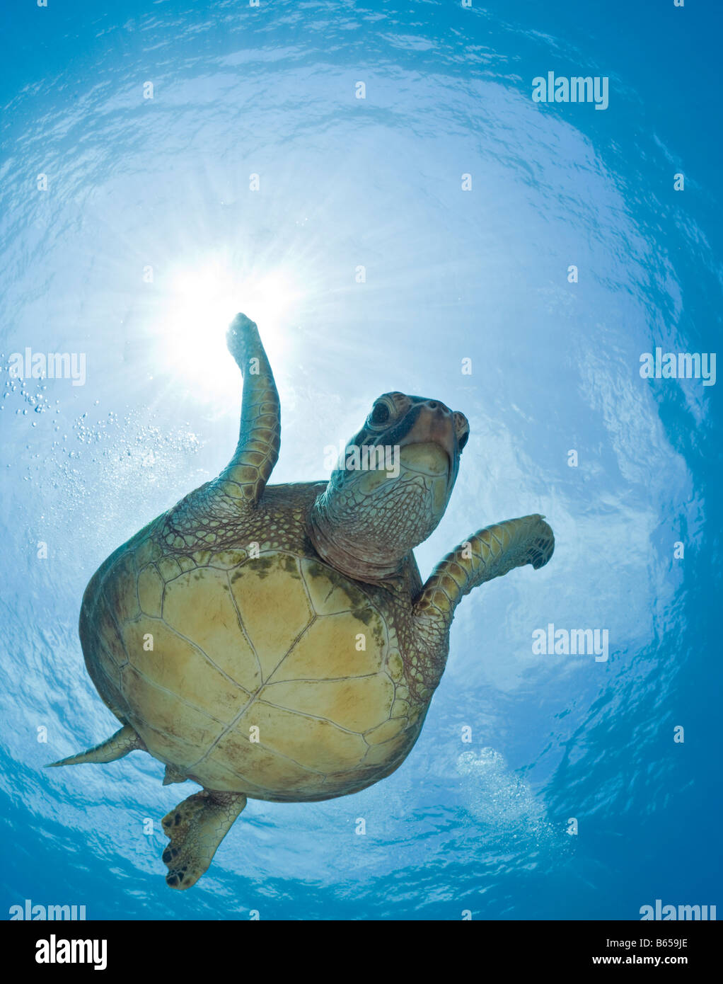 Grüne Schildkröte Chelonia Mydas Maui Hawaii USA Stockfoto