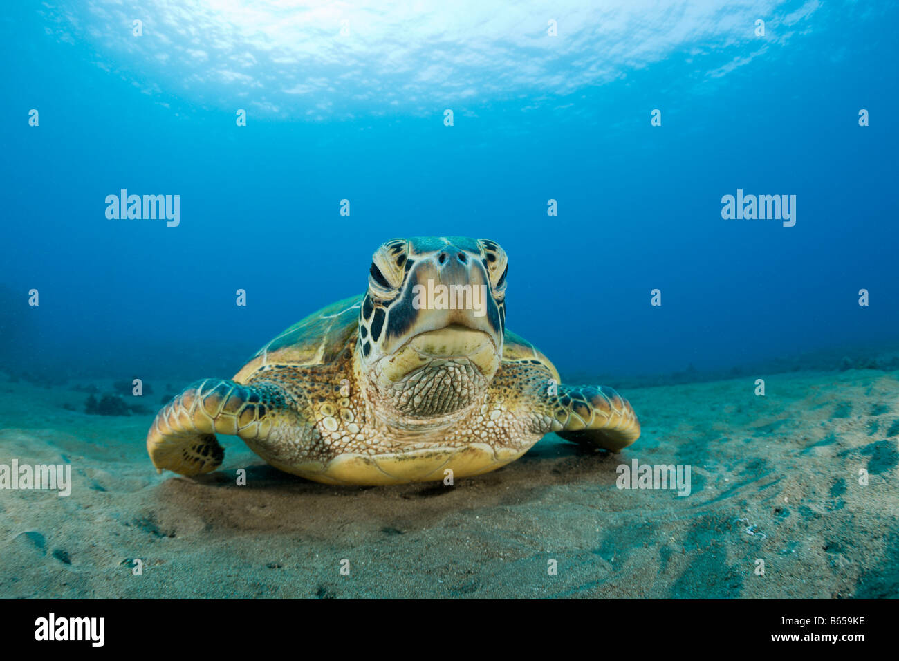 Grüne Schildkröte Chelonia Mydas Maui Hawaii USA Stockfoto
