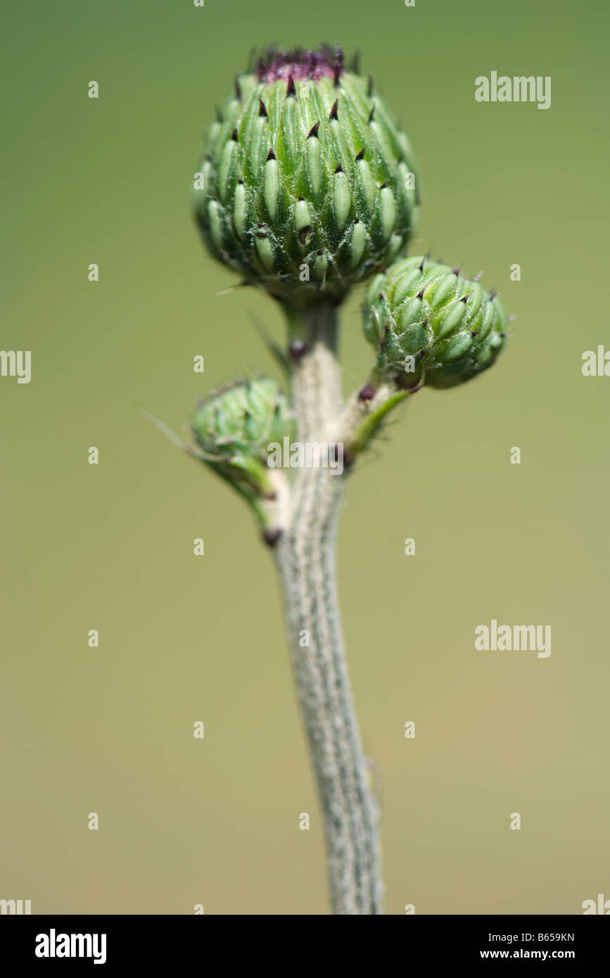 Distel Pflanze Stockfotos und bilder Kaufen Alamy
