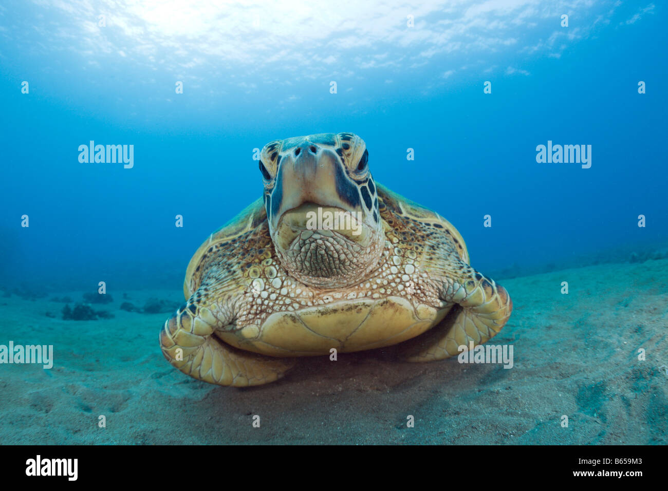 Grüne Schildkröte Chelonia Mydas Maui Hawaii USA Stockfoto