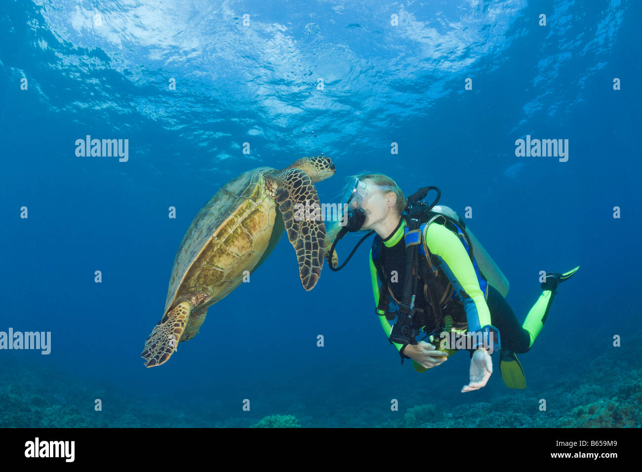 Grüne Schildkröte und Taucher Chelonia Mydas Maui Hawaii USA Stockfoto