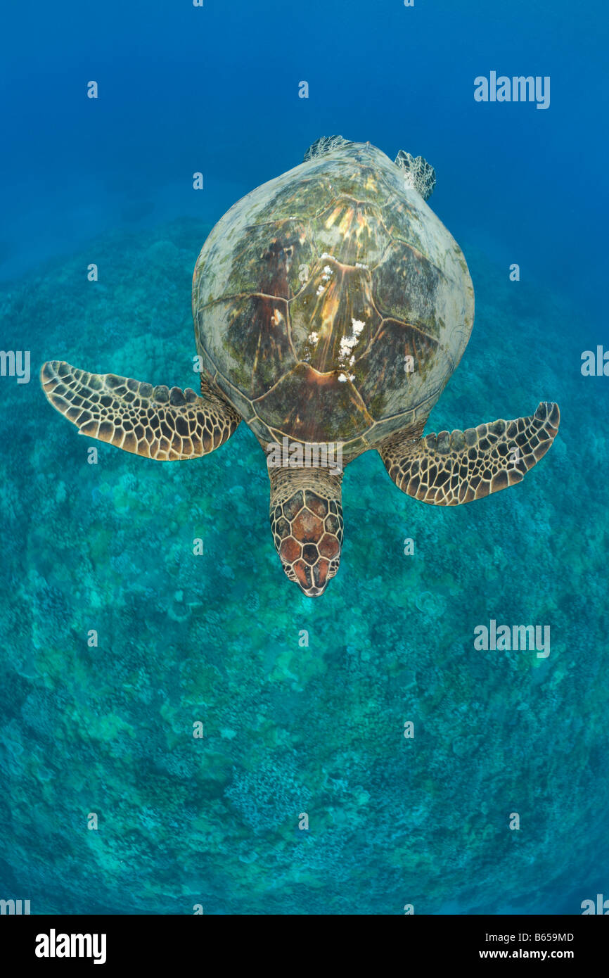 Grüne Schildkröte Chelonia Mydas Maui Hawaii USA Stockfoto