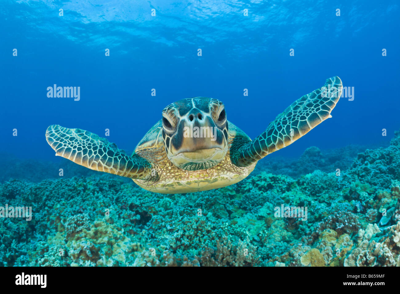 Grüne Schildkröte Chelonia Mydas Maui Hawaii USA Stockfoto