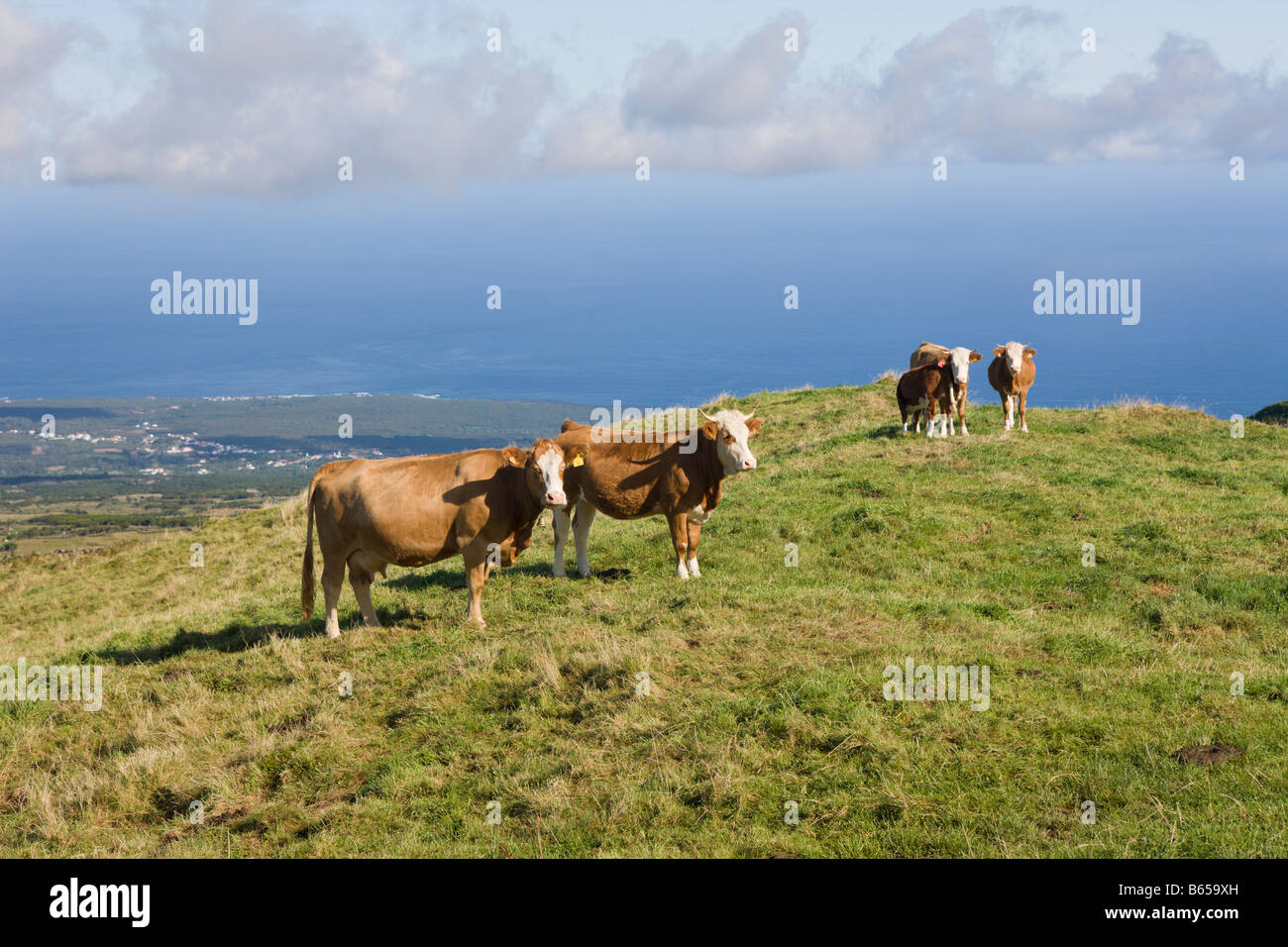 Kühe auf dem Feld Bos Taurus Pico Island Azoren Portugal Stockfoto