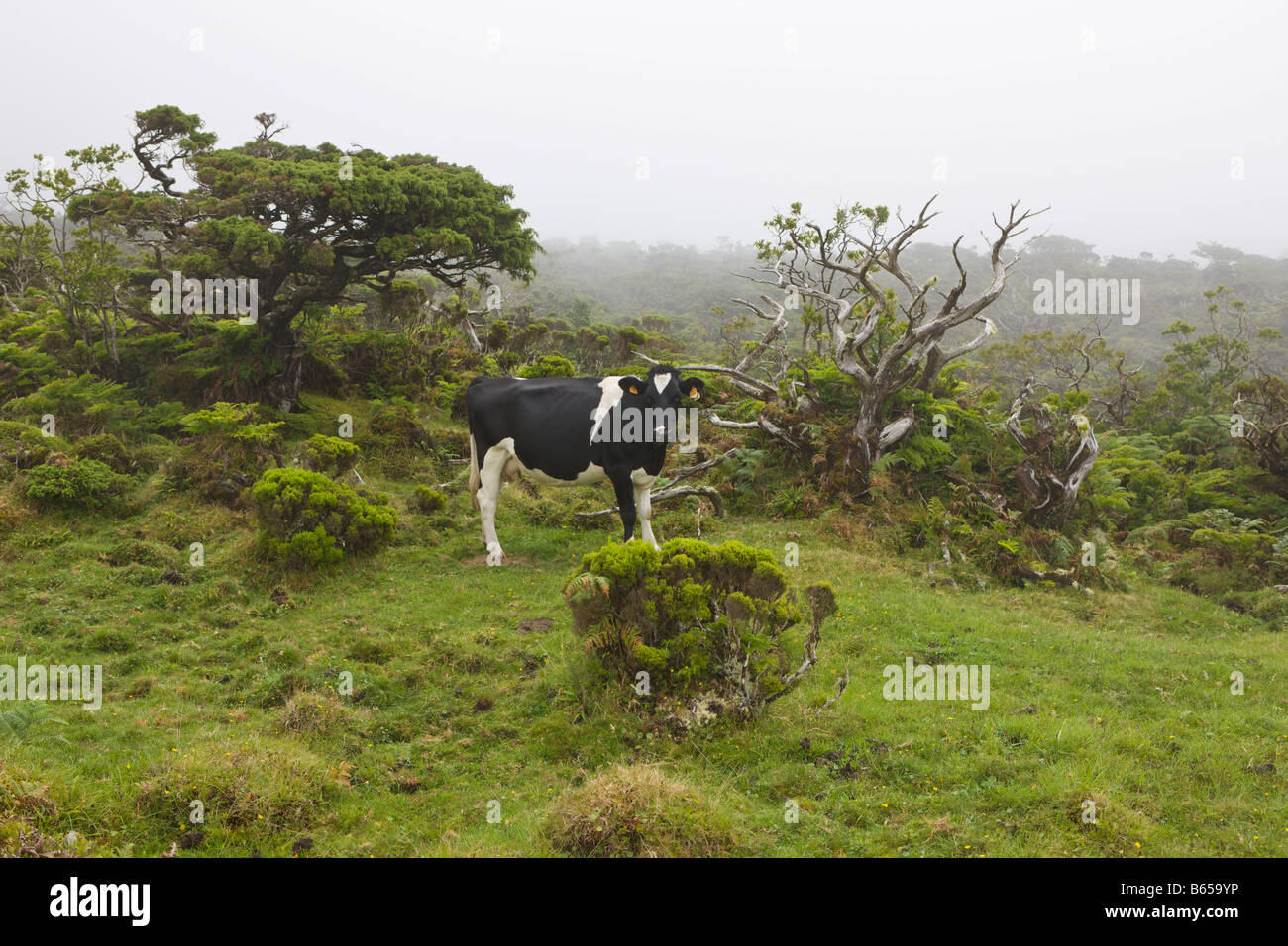 Kuh im Hochland von Pico Bos Taurus Pico Island Azoren Portugal Stockfoto