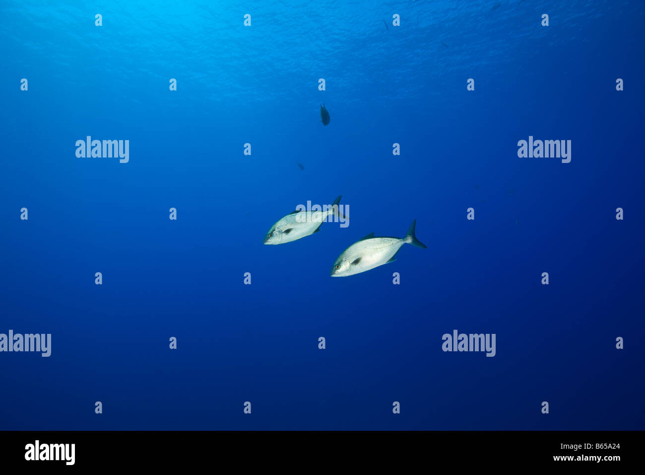 Almaco Amberjacks Seriola Rivoliana Azoren Princess Alice Bank Atlantik Portugal Stockfoto