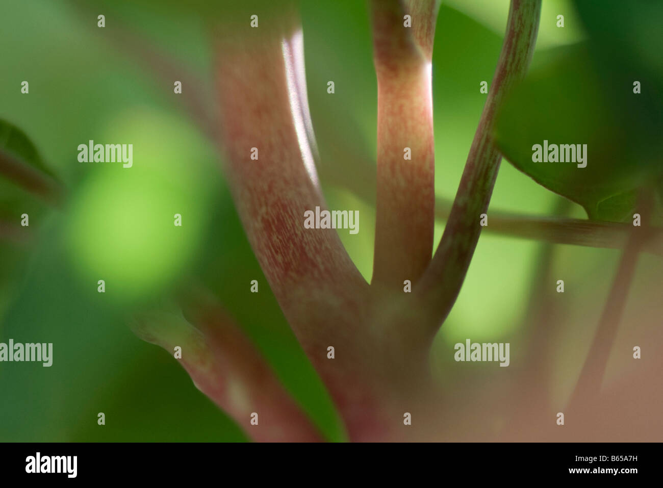 Pflanze, Stängel und Blattstiele, close-up Stockfoto