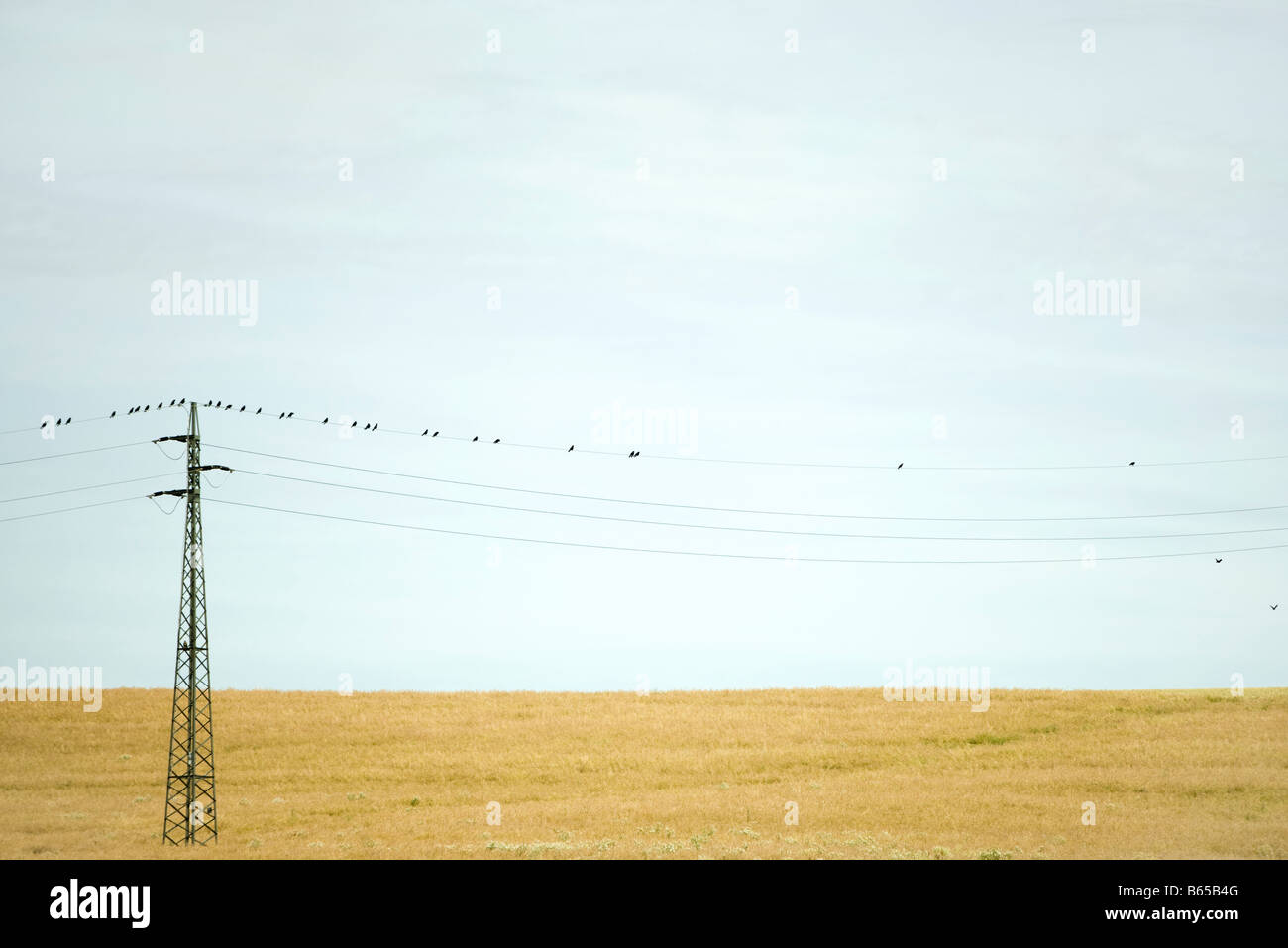 Stromleitung über Feld, Draht Vögel hocken an der Spitze Stockfoto