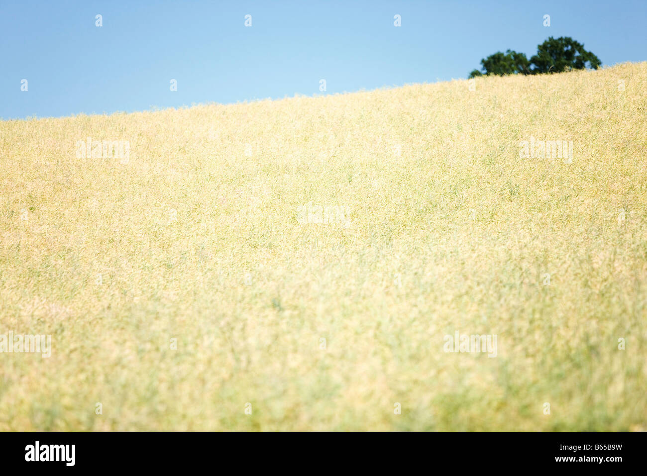 Feld auf einem Hügel Stockfoto
