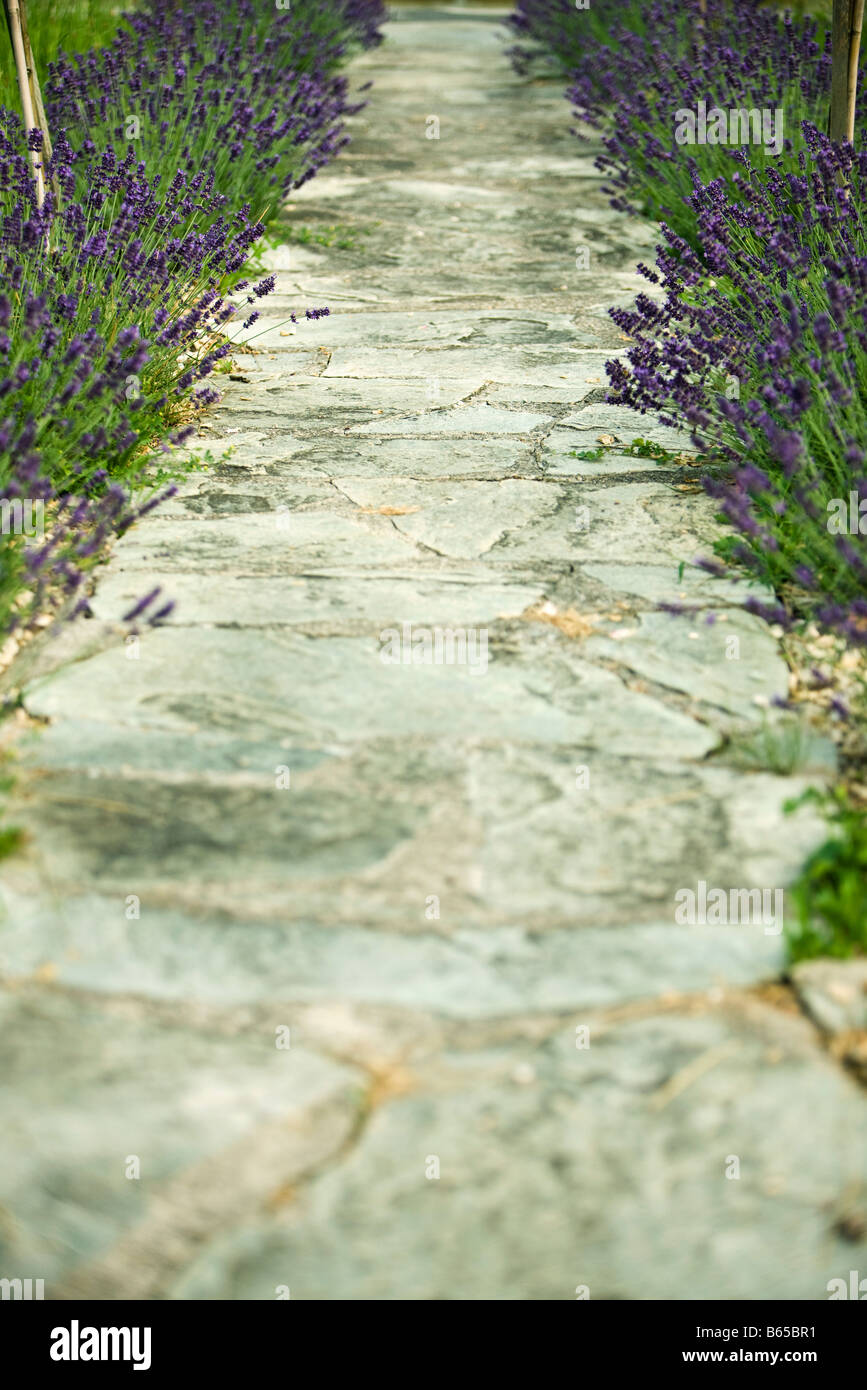 Stein-Wanderweg, gesäumt von Lavendel Stockfoto