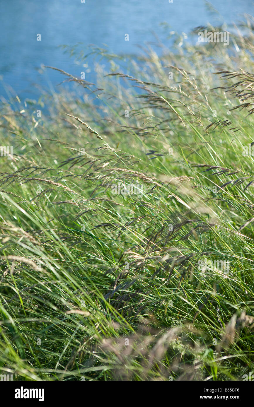 Hohe Gräser im wind Stockfoto